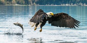 National Wildlife Photo Contest